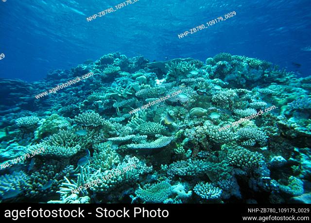 Hard coral garden or reef scene  Date: 23/03/2004  Ref: ZB780-109179-0029  COMPULSORY CREDIT: Oceans Image/Photoshot