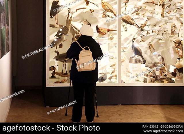 21 January 2023, Thuringia, Gera: A visitor looks at exhibited birds in a display case during ""Prehistory Day"" at the Natural History Museum