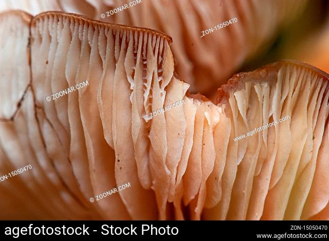 Close-up of beige plates of mushroom spores. Edible mushroom. Selective focus macro shot with shallow DOF