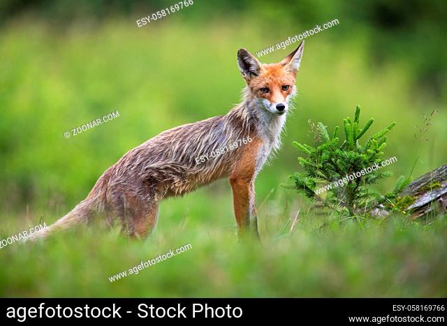 Skinny red fox, vulpes vulpes, standing on meadow in summer nature. Lean orange predator looking to the camera on grassland