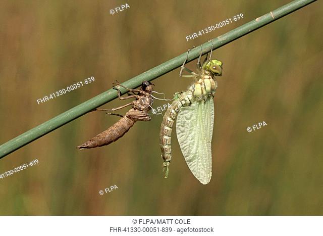 Southern Hawker Aeshna cyanea adult, newly emerged, resting beside exuvia on stem, Leicestershire, England