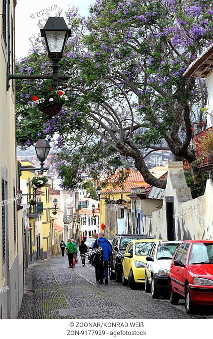 Lane with Jacaranda tree in the Old City of Funchal