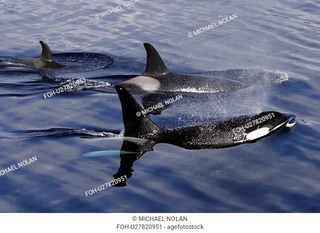 Orca Orcinus orca pod surfacing Chatham Strait, southeast Alaska, USA