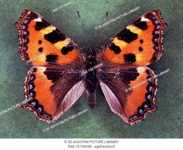 Small tortoiseshell butterfly (Nymphalis urticae or Aglais urticae), Nymphalidae