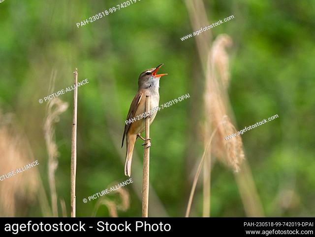 15 May 2023, Brandenburg, Trebbin: 15.05.2023, Trebbin. A great reed warbler(Acrocephalus arundinaceus) clings to a reed on the shore of Blankensee in...