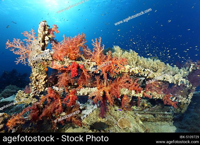 Shipwreck Yolanda overgrown with Klunzinger's Soft Corals (Dendronephthya klunzingeri), Yolanda Reef, Ras Muhammed, Sharm el Sheikh, Sinai Peninsula, Red Sea