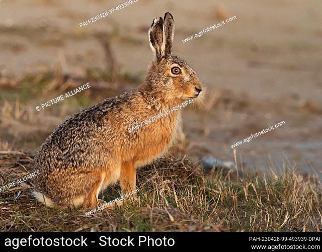 11 April 2023, Lower Saxony, Wangerooge: 13.04.2023, Wangerooge. A brown hare (Lepus europaeus) sits on the edge of a salt marsh where the beach begins