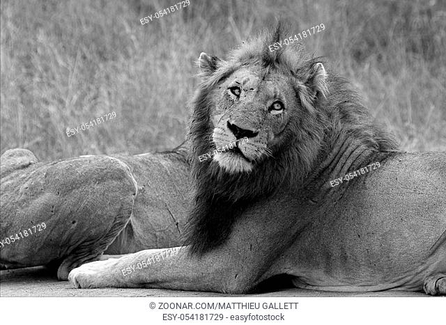 lion in the kruger national park south africa