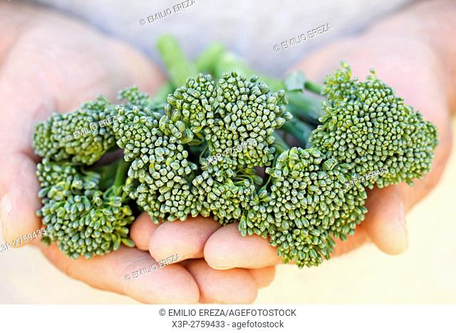 Bimi, healthy broccoli variety