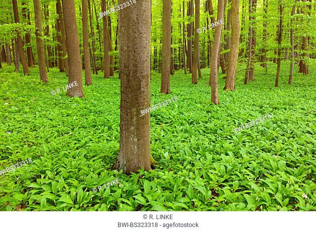 ramsons, buckrams, wild garlic, broad-leaved garlic, wood garlic, bear leek, bear's garlic (Allium ursinum), beech forest in spring with wild garlic, Germany