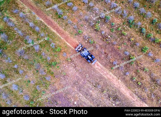 PRODUCTION - 22 August 2022, Mecklenburg-Western Pomerania, Alt Steinhorst: A tractor is used to push a forestry mulcher through the former buckthorn plantation...