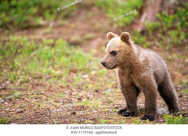 Cubs, Ursus arctos arctos, European brown bear, Martinselkonen Nature Park, region of Kainuu, Finland, Scandinavia, Europe
