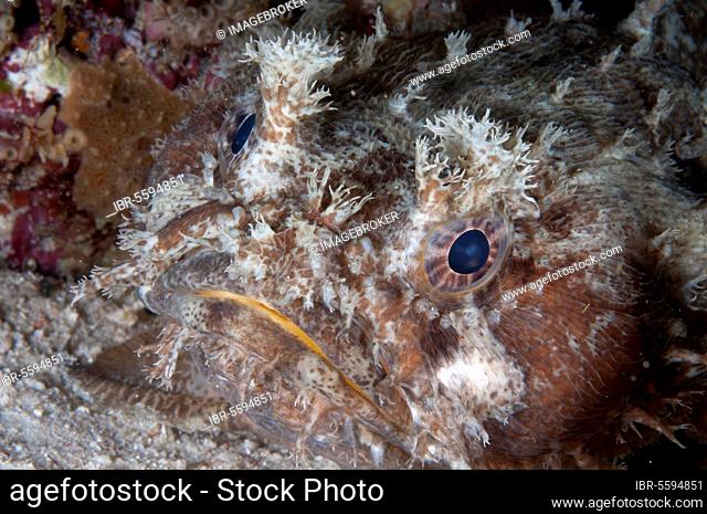 Frogfish, Toadfish, Frogfish, Toadfish, Other animals, Fish, Perch-like, Animals, Banded Toadfish (Halophyme diemensis) adult, close-up of head, at night