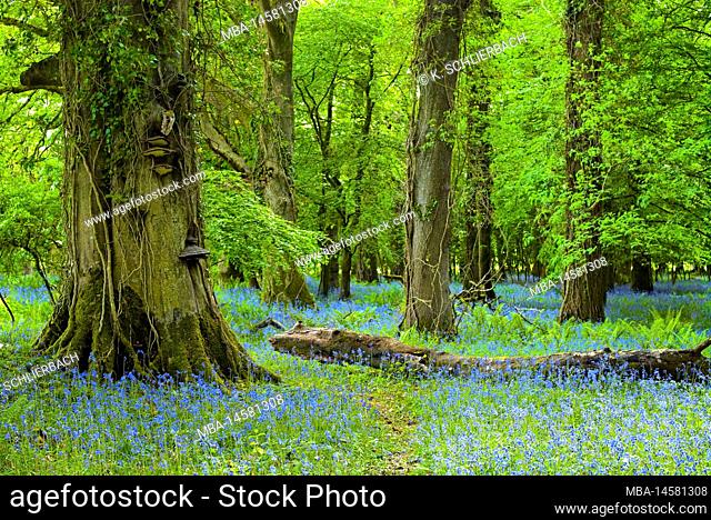 Europe, Western Europe, Ireland, Republic of Ireland, County Kerry, Killarney National Park, Ring of Kerry, primeval forest with old trees and bluebells...