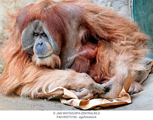 Bimbo, father of Orangutan baby born on the 25 March seen at the zoo in Leipzig, Germany, 03 April, 2017. In the last few days, Raja, the Orangutan mother