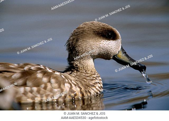 Marbled Teal (Marmaronetta angustirostris), female after eating, note the water drops on its bill