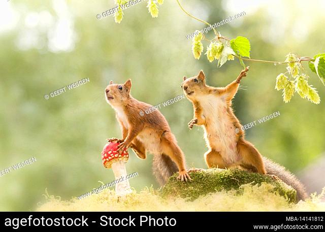 red squirrels are with an toadstool