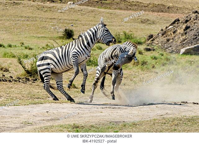 Zebras (Equus quagga), stallions fighting, Maasai Mara National Reserve, Narok County, Kenya