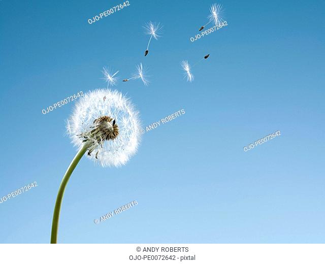 Dandelion seeds blowing from stem