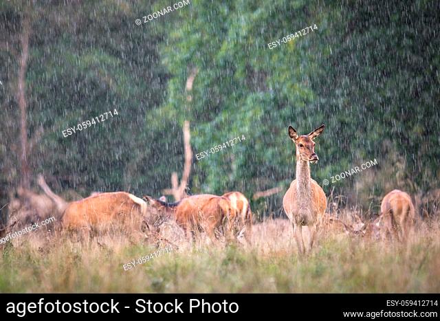 Red deer, Cervis elaphus, one female standing in the heavy rain with a herd of deer soft in the background, in runting season in Jaegersborg Dyrehave Denmark