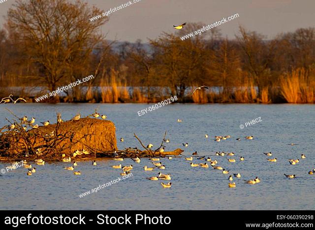 Black-headed Gull, Jaroslavice pond, Znojmo region, Southern Moravia, Czech Republic