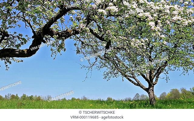 Blooming trees, Bavaria, Germany, Europe