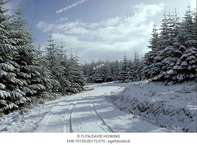 Snow Scotish Pine forest with fresh snow covering S