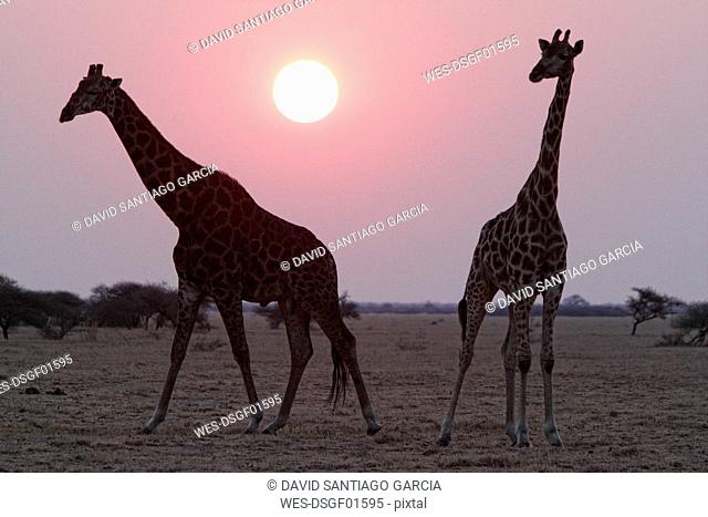 Namibia, Etosha National Park, two giraffes at sunset