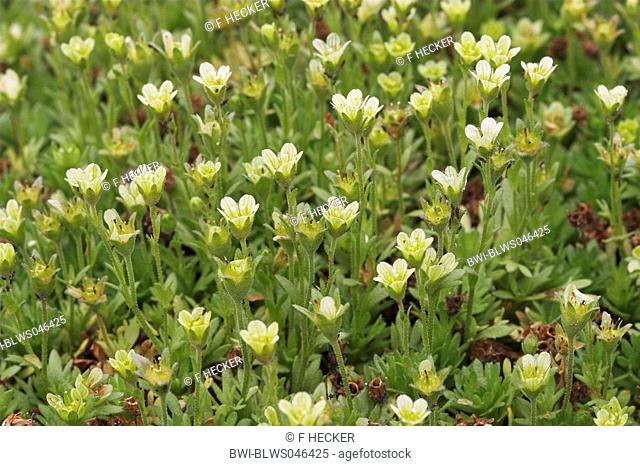 tufted alpine saxifrage Saxifraga cespitosa ssp. uniflora, blooming plants