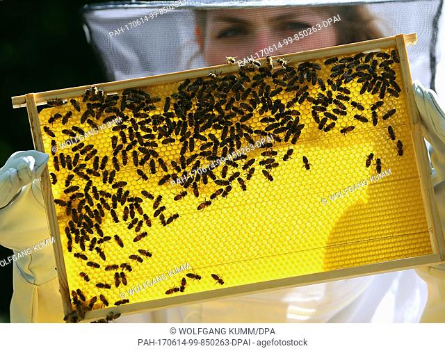 A beekeeper takes a look at a full frame of a beehive with honeycombs in Vogelsdorf near Berlin, Germany, 14 June 2017. The bees collect the summer's nectar...