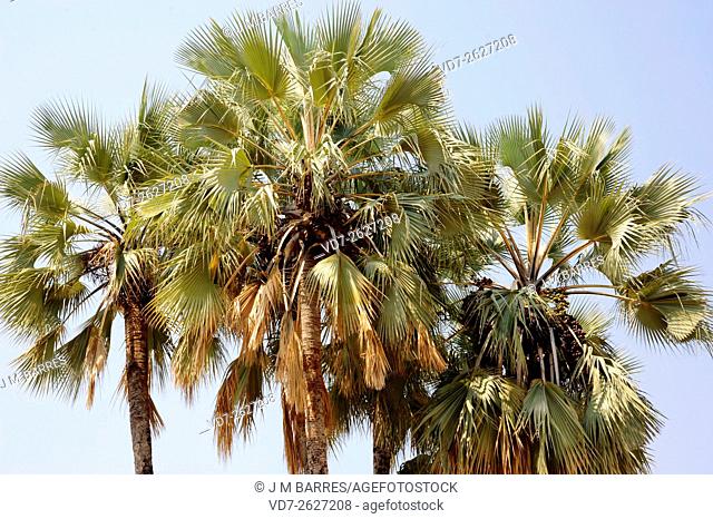 Real fan palm or Makalani palm (Hyphaene petersiana) is a dioicous palm native to south central Africa. Angiosperms. Arecaceae. Epupa, Namibia