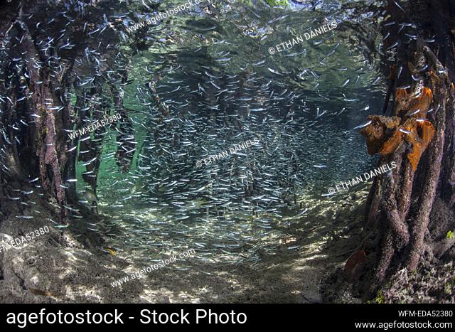 Ecosystem Mangroves, Rhizophora, Turneffe Atoll, Caribbean, Belize