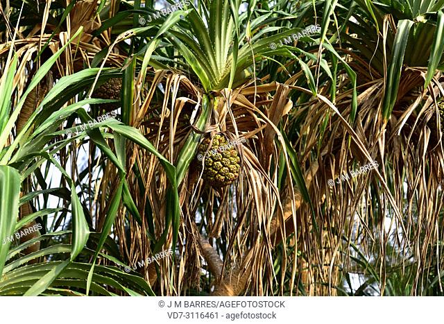 Screwpine (Pandanus utilis) is a shrub native to Madagascar but naturalized in others tropical regions. Its fruits are edible and its leaves are used for making...