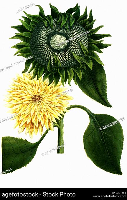 Chrysanthemum peruvianum, Sunflower (Helianthus annuus), Historic, digitally restored reproduction from an 18th century original