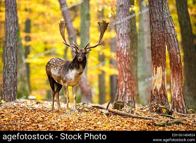 Fallow deer, dama dama, looking to the camera in forest in rutting season. Spotted stag standing on orange foliage in fall