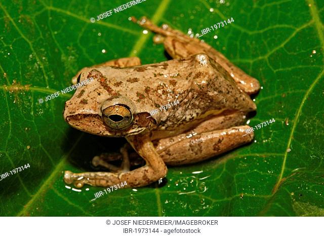 Madagascar tree frog species (Boophis tephraeomystax), Montagne d'Ambre National Park, Madagascar, Africa, Indian Ocean