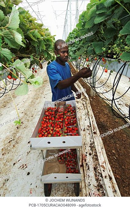Curacao, Westpunt The island is depending for food on South America The Kura Hulanda group has built a greenhouse using cold seawater to cool the crops at night