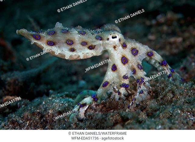 Greater Blue-ringed Octopus, Hapalochlaena lunulata, Lembeh Strait, North Sulawesi, Indonesia