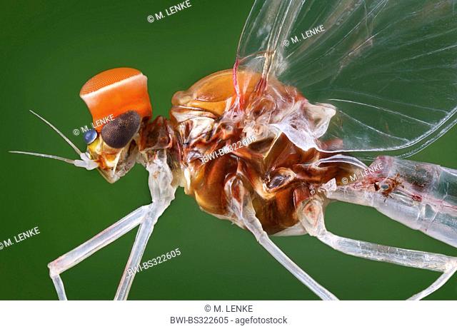 mayfly (Centroptilum luteolum), lateral view, Germany