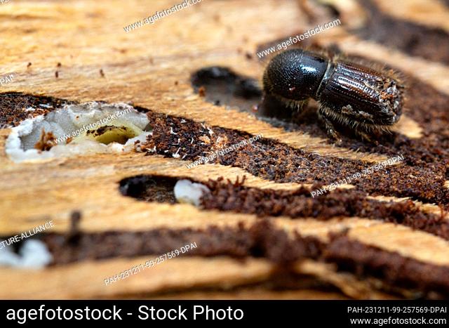 11 December 2023, Thuringia, Erfurt: A bark beetle walks on an infested spruce on a damaged area at the Thuringian Forestry Office in Erfurt-Willrode