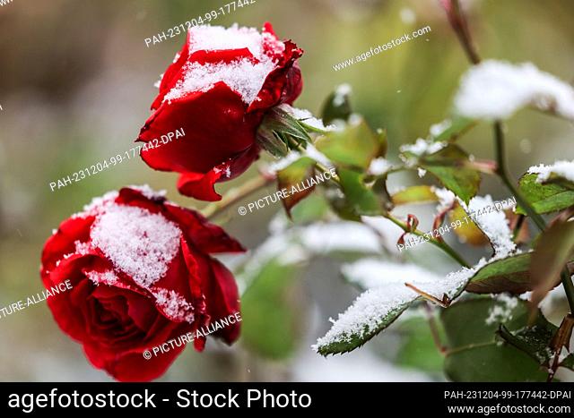 04 December 2023, North Rhine-Westphalia, Cologne: Snowflakes lie on the blossoms of a rose bush. Photo: Oliver Berg/dpa