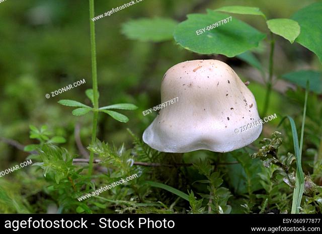 White capped mushroom in moss