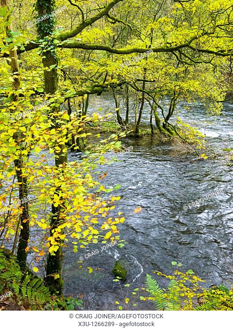 The River Brathay in woodland at Skelwith Bridge in the Lake District National Park, Cumbria, England, United Kingdom