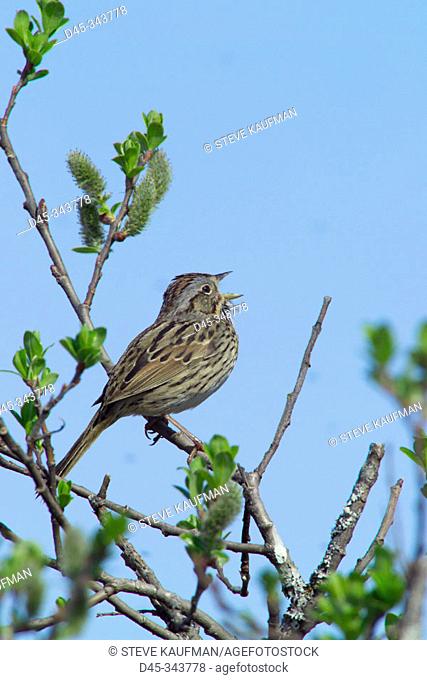 Lincoln's Sparrow sings during spring mating season at Alaganik Slough of the Copper River near Cordova, Alaska