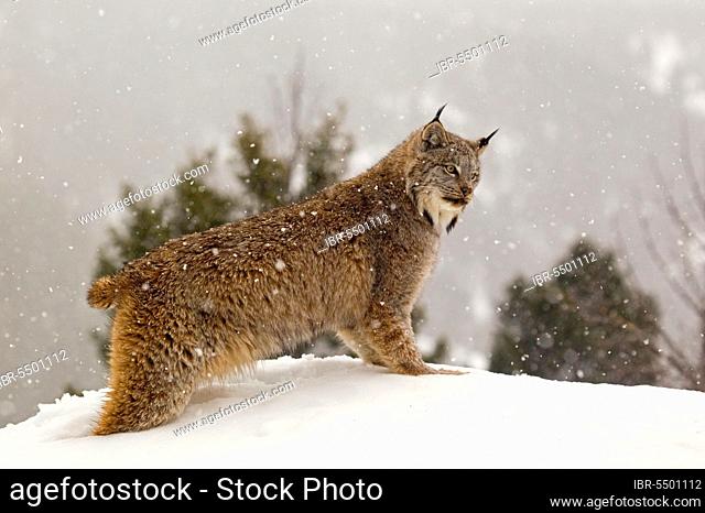 Canadian Lynx (Lynx canadensis) adult, standing in snow during snowfall, Montana, U. S. A. january (captive)
