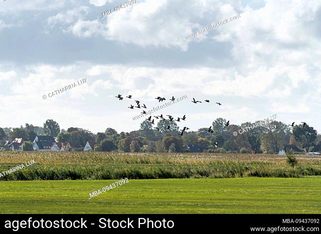 Fischland, Darß, Saaler Bodden, flying geese