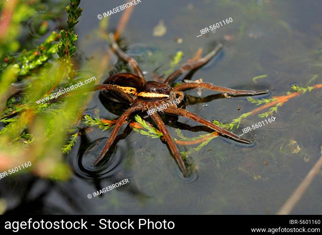 Raft Spider (Dolomedes fimbriatus) adult, on surface of water at edge of boggy pool, Whixall Moss National Nature Reserve, Shropshire, England, United Kingdom