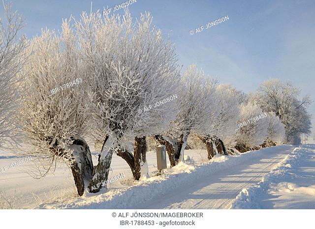Willow trees with white frost, typical south-Swedish tree-lined road, Tånebro, Skåne, Sweden, Europe