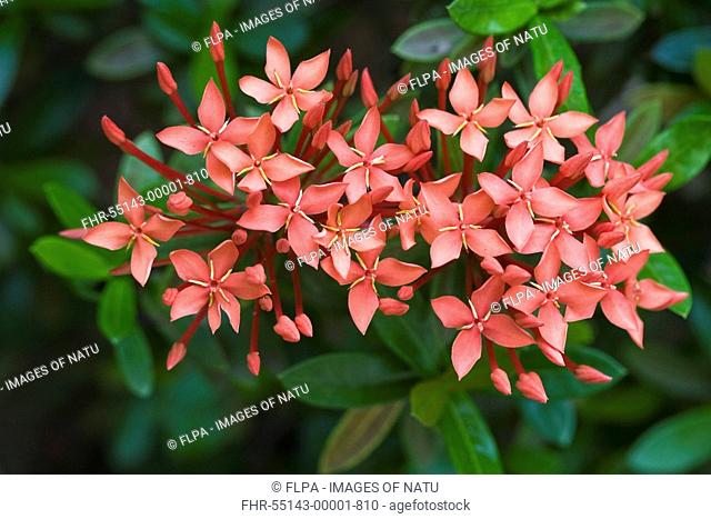 Jungle Geranium Ixora coccinea close-up of flowers, Palawan Island, Philippines, may