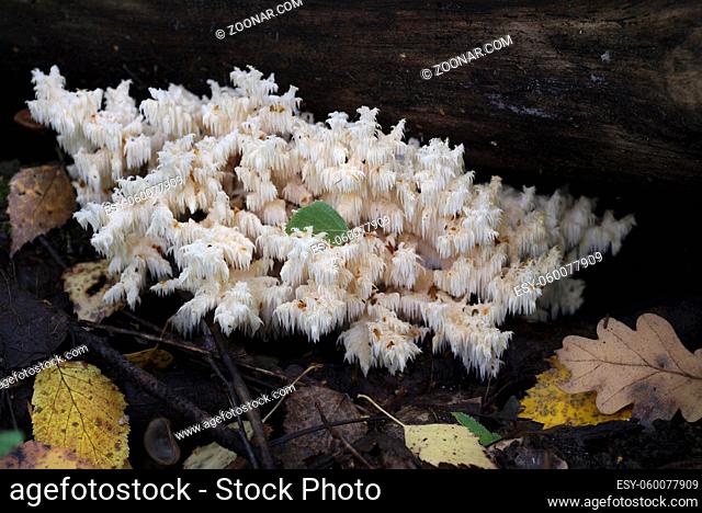 Rare mushrooms growing on a mossy tree. Hericium clathroides